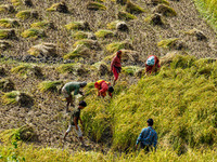 Farmers harvest paddy crops in the traditional way on farmland on the outskirts of Kathmandu, Nepal, on October 15, 2024. (