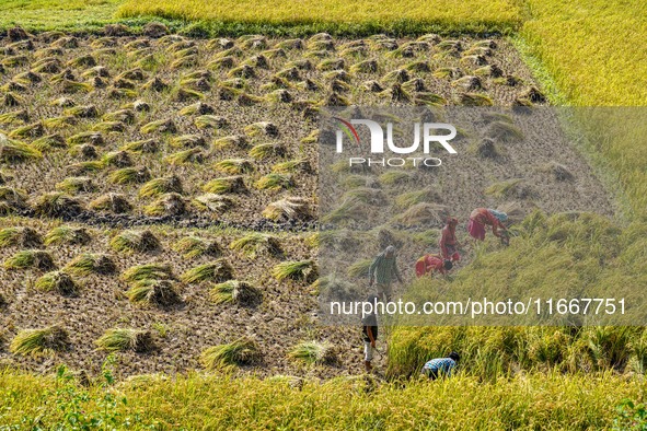 Farmers harvest paddy crops in the traditional way on farmland on the outskirts of Kathmandu, Nepal, on October 15, 2024. 