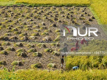 Farmers harvest paddy crops in the traditional way on farmland on the outskirts of Kathmandu, Nepal, on October 15, 2024. (