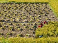 Farmers harvest paddy crops in the traditional way on farmland on the outskirts of Kathmandu, Nepal, on October 15, 2024. (