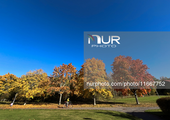 The picture shows trees changing color and preparing for winter in Linkoping, Sweden, on October 15, 2024. 