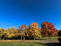 The picture shows trees changing color and preparing for winter in Linkoping, Sweden, on October 15, 2024. (