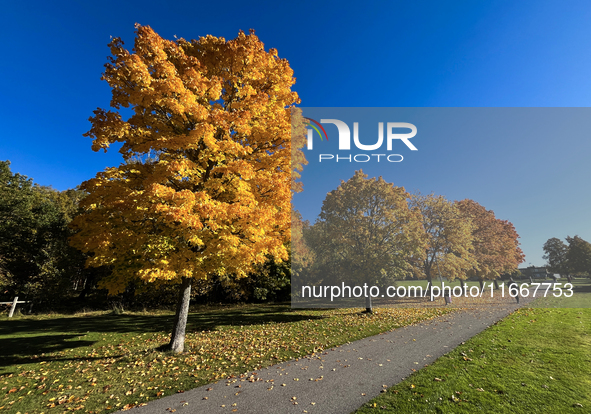 The picture shows trees changing color and preparing for winter in Linkoping, Sweden, on October 15, 2024. 