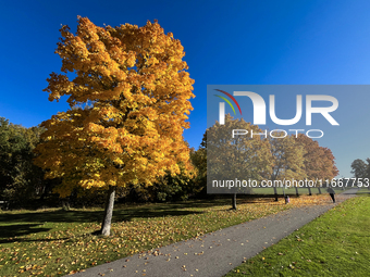 The picture shows trees changing color and preparing for winter in Linkoping, Sweden, on October 15, 2024. (