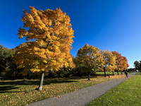 The picture shows trees changing color and preparing for winter in Linkoping, Sweden, on October 15, 2024. (