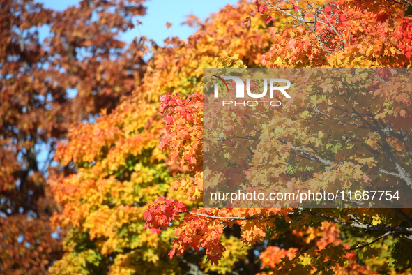 The picture shows trees changing color and preparing for winter in Linkoping, Sweden, on October 15, 2024. 