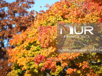 The picture shows trees changing color and preparing for winter in Linkoping, Sweden, on October 15, 2024. (