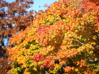 The picture shows trees changing color and preparing for winter in Linkoping, Sweden, on October 15, 2024. (