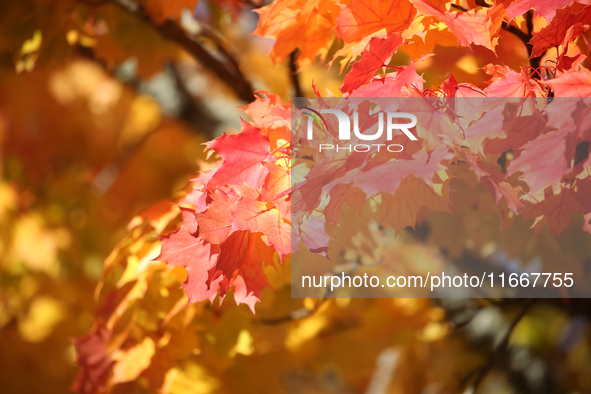 The picture shows trees changing color and preparing for winter in Linkoping, Sweden, on October 15, 2024. 