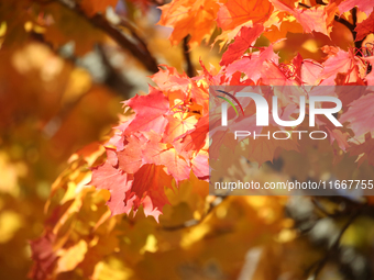 The picture shows trees changing color and preparing for winter in Linkoping, Sweden, on October 15, 2024. (