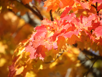 The picture shows trees changing color and preparing for winter in Linkoping, Sweden, on October 15, 2024. (