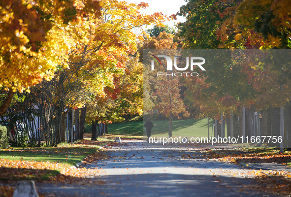 The picture shows trees changing color and preparing for winter in Linkoping, Sweden, on October 15, 2024. 