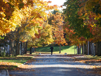 The picture shows trees changing color and preparing for winter in Linkoping, Sweden, on October 15, 2024. (