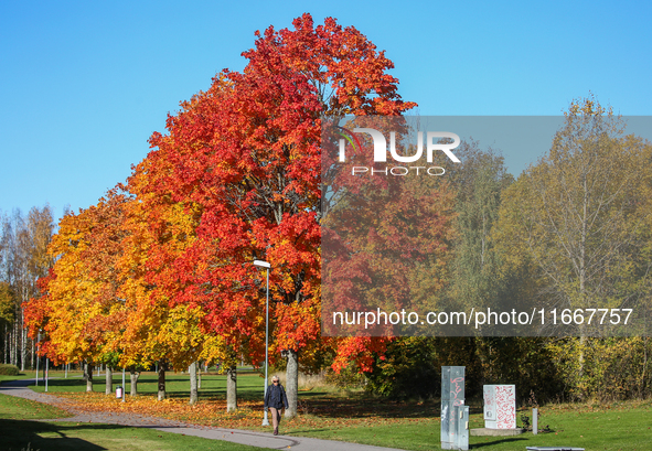 The picture shows trees changing color and preparing for winter in Linkoping, Sweden, on October 15, 2024. 