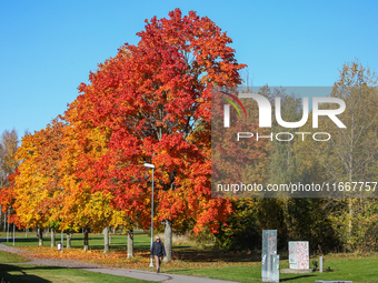 The picture shows trees changing color and preparing for winter in Linkoping, Sweden, on October 15, 2024. (