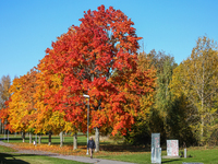 The picture shows trees changing color and preparing for winter in Linkoping, Sweden, on October 15, 2024. (