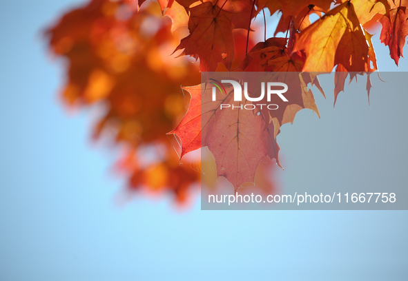 The picture shows trees changing color and preparing for winter in Linkoping, Sweden, on October 15, 2024. 