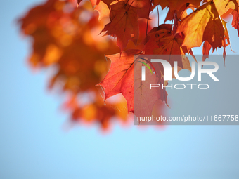 The picture shows trees changing color and preparing for winter in Linkoping, Sweden, on October 15, 2024. (