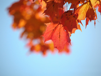 The picture shows trees changing color and preparing for winter in Linkoping, Sweden, on October 15, 2024. (