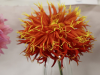 Prize-winning Dahlia flowers are on display during the 180th annual Markham Fall Fair in Markham, Ontario, Canada, on October 5, 2024. (