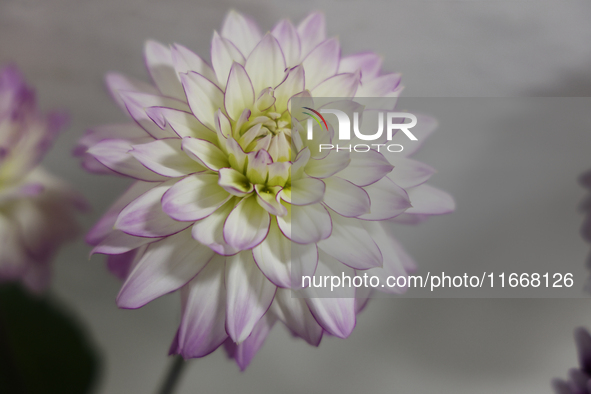 Prize-winning Dahlia flowers are on display during the 180th annual Markham Fall Fair in Markham, Ontario, Canada, on October 5, 2024. 