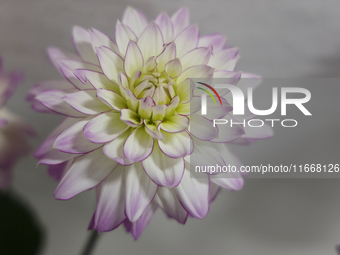 Prize-winning Dahlia flowers are on display during the 180th annual Markham Fall Fair in Markham, Ontario, Canada, on October 5, 2024. (