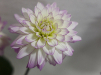 Prize-winning Dahlia flowers are on display during the 180th annual Markham Fall Fair in Markham, Ontario, Canada, on October 5, 2024. (