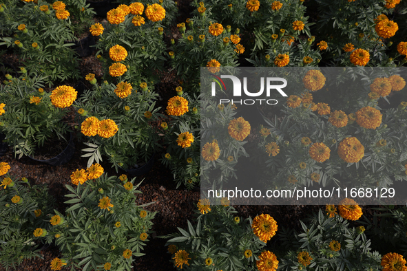 A view of Cempasuchil flowers in a greenhouse for sale in Mexico City, Mexico, on the eve of the Day of the Dead. The Cempasuchil flower sym...