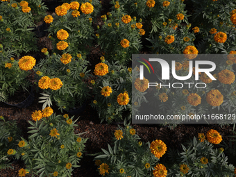 A view of Cempasuchil flowers in a greenhouse for sale in Mexico City, Mexico, on the eve of the Day of the Dead. The Cempasuchil flower sym...