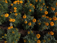 A view of Cempasuchil flowers in a greenhouse for sale in Mexico City, Mexico, on the eve of the Day of the Dead. The Cempasuchil flower sym...