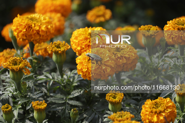 A view of Cempasuchil flowers in a greenhouse for sale in Mexico City, Mexico, on the eve of the Day of the Dead. The Cempasuchil flower sym...