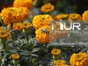 A view of Cempasuchil flowers in a greenhouse for sale in Mexico City, Mexico, on the eve of the Day of the Dead. The Cempasuchil flower sym...