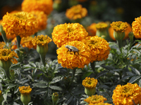 A view of Cempasuchil flowers in a greenhouse for sale in Mexico City, Mexico, on the eve of the Day of the Dead. The Cempasuchil flower sym...