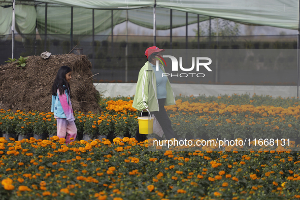 People walk among Cempasuchil flowers in a greenhouse in Mexico City, Mexico, on the eve of the Day of the Dead. The Cempasuchil flower symb...