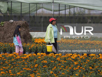 People walk among Cempasuchil flowers in a greenhouse in Mexico City, Mexico, on the eve of the Day of the Dead. The Cempasuchil flower symb...