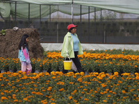 People walk among Cempasuchil flowers in a greenhouse in Mexico City, Mexico, on the eve of the Day of the Dead. The Cempasuchil flower symb...