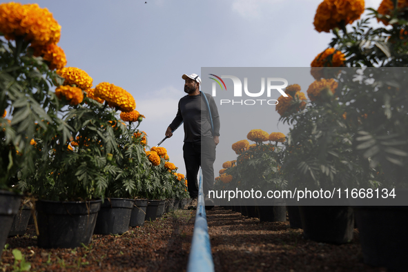 A person waters Cempasuchil flowers in a greenhouse in Mexico City, Mexico, on the eve of the Day of the Dead. The Cempasuchil flower symbol...