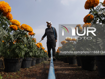 A person waters Cempasuchil flowers in a greenhouse in Mexico City, Mexico, on the eve of the Day of the Dead. The Cempasuchil flower symbol...