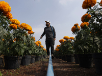 A person waters Cempasuchil flowers in a greenhouse in Mexico City, Mexico, on the eve of the Day of the Dead. The Cempasuchil flower symbol...