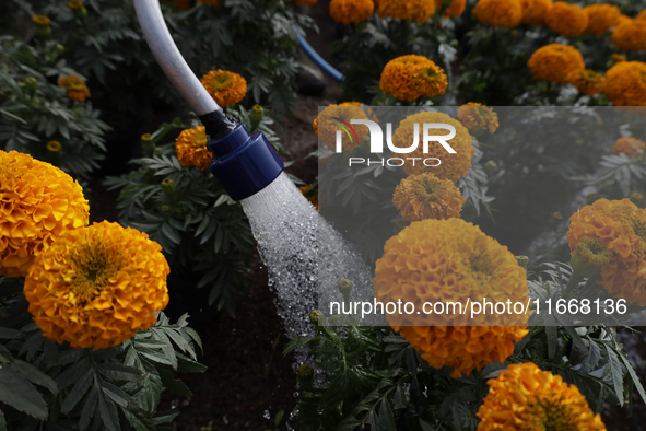 A person waters Cempasuchil flowers in a greenhouse in Mexico City, Mexico, on the eve of the Day of the Dead. The Cempasuchil flower symbol...