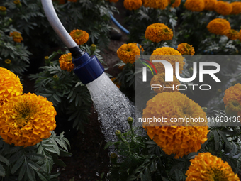 A person waters Cempasuchil flowers in a greenhouse in Mexico City, Mexico, on the eve of the Day of the Dead. The Cempasuchil flower symbol...