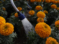 A person waters Cempasuchil flowers in a greenhouse in Mexico City, Mexico, on the eve of the Day of the Dead. The Cempasuchil flower symbol...