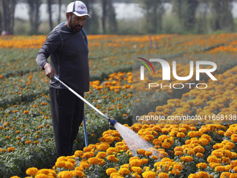 A person waters Cempasuchil flowers in a greenhouse in Mexico City, Mexico, on the eve of the Day of the Dead. The Cempasuchil flower symbol...