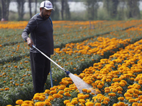 A person waters Cempasuchil flowers in a greenhouse in Mexico City, Mexico, on the eve of the Day of the Dead. The Cempasuchil flower symbol...