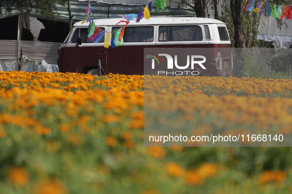 A pickup truck is among Cempasuchil flowers in a greenhouse in Mexico City, Mexico, on the eve of the Day of the Dead. The Cempasuchil flowe...