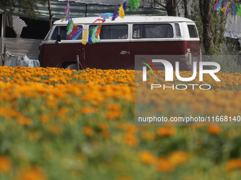 A pickup truck is among Cempasuchil flowers in a greenhouse in Mexico City, Mexico, on the eve of the Day of the Dead. The Cempasuchil flowe...