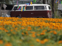 A pickup truck is among Cempasuchil flowers in a greenhouse in Mexico City, Mexico, on the eve of the Day of the Dead. The Cempasuchil flowe...