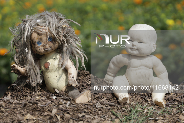 Dolls are among Cempasuchil flowers in a greenhouse in Mexico City, Mexico, on the eve of the Day of the Dead. The Cempasuchil flower symbol...