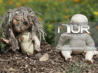 Dolls are among Cempasuchil flowers in a greenhouse in Mexico City, Mexico, on the eve of the Day of the Dead. The Cempasuchil flower symbol...