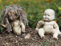 Dolls are among Cempasuchil flowers in a greenhouse in Mexico City, Mexico, on the eve of the Day of the Dead. The Cempasuchil flower symbol...